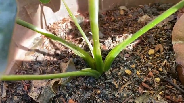 Caladium Shycool | JPlan Garden смотреть онлайн