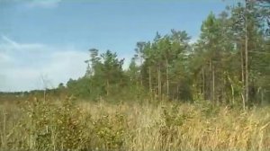 Самодельный гусеничный болотоход.