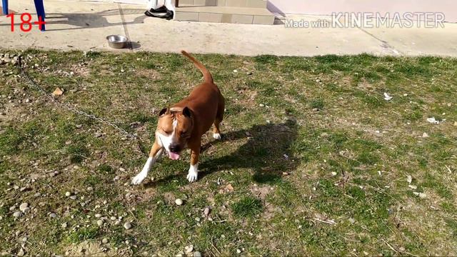 18+ВЯЗКА СТАФФОРД БУЛЯ ГУЛЯЕТ#буляродела смотреть онлайн