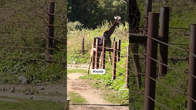 Жираф смотреть онлайн