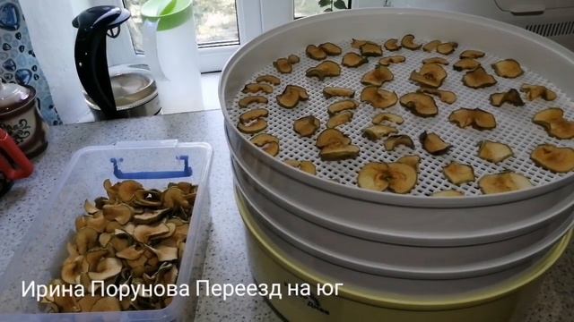Тестируем сушилку для фруктов, считаем себестоимость сухофруктов