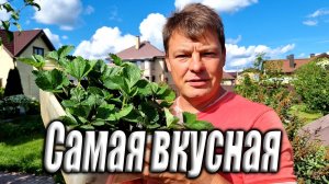 Как посадить самую вкусную клубнику - хитрый способ выбора сорта