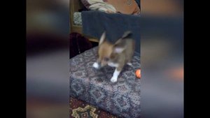 Первые  месяцы жизни чихуахуа в новом доме.