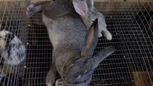 Моя кроличья ферма// Кролики летом// Что у нас происходит