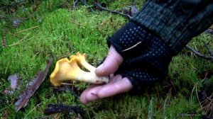 Грибы-двойники ЛИСИЧКА ЛОЖНАЯ и ЛИСИЧКА НАСТОЯЩАЯ