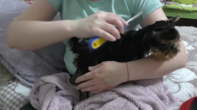 Как сушить феном Йоркширского терьера смотреть онлайн