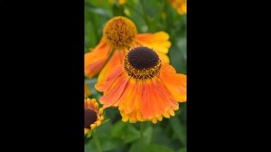 ГЕЛЕНИУМ  (HELENIUM)  сем. Сложноцветные