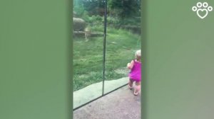 ЛЕВ НАПАДАЕТ НА РЕБЕНКА