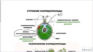 7_Водоросли и споровые_1