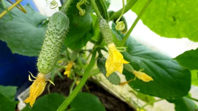 Огурцы тоннами нарастают! Полила этим огурцы избавилась от всех болезней и пожелтения листьев смотреть онлайн