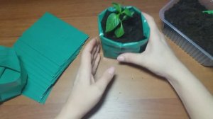 Пакеты для рассады/ Отличное решение для выращивания рассады