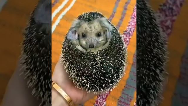 Очень Милый #Ежик пришел в гости??#мило #животные Cute #animals #hedgehog #hedgehogCameVisit?