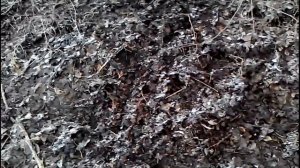 УСТАНОВКА ЛОВУШЕК НА ФАЗАНА  (ПОДЪЕМНЫЕ ЛОВУШКИ НА ФАЗАНА)