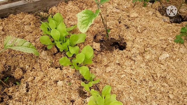 Обзор посадок на 24.05.2021г. Баклажаны подмерзли. смотреть онлайн