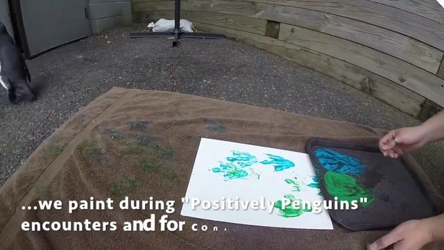 A Day in the Life of Penguins at Adventure Aquarium смотреть онлайн