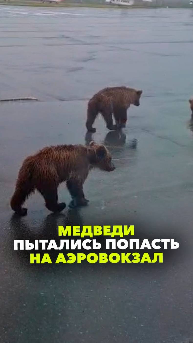 «Трое их, маленькие совсем»: медведи забрели на вертолетный аэродром на Камчатке