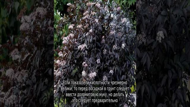 Бузина черная Блэк Бьюти: описание и характеристики сорта смотреть онлайн