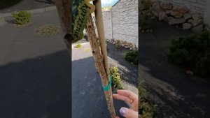 ель белобок на штамбе