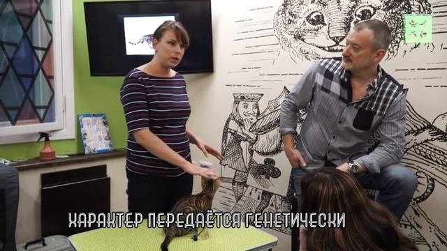 Бенгальская кошка