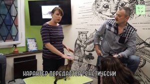 Бенгальская кошка