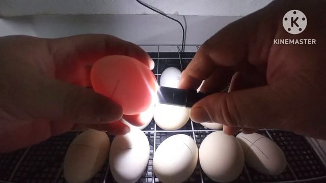 Проверка яйца на оплод в инкубаторе. Как работает петух. #инкубация #яйцо #куры-несушки #курица смотреть онлайн