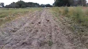 Копаем картофель мототрактором зубр 12 л.с верная картофелекопалка.