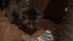 Рвота у кошки