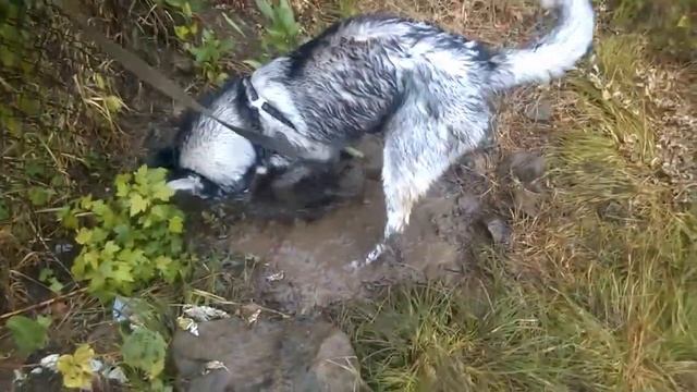 Свинюшка смотреть онлайн