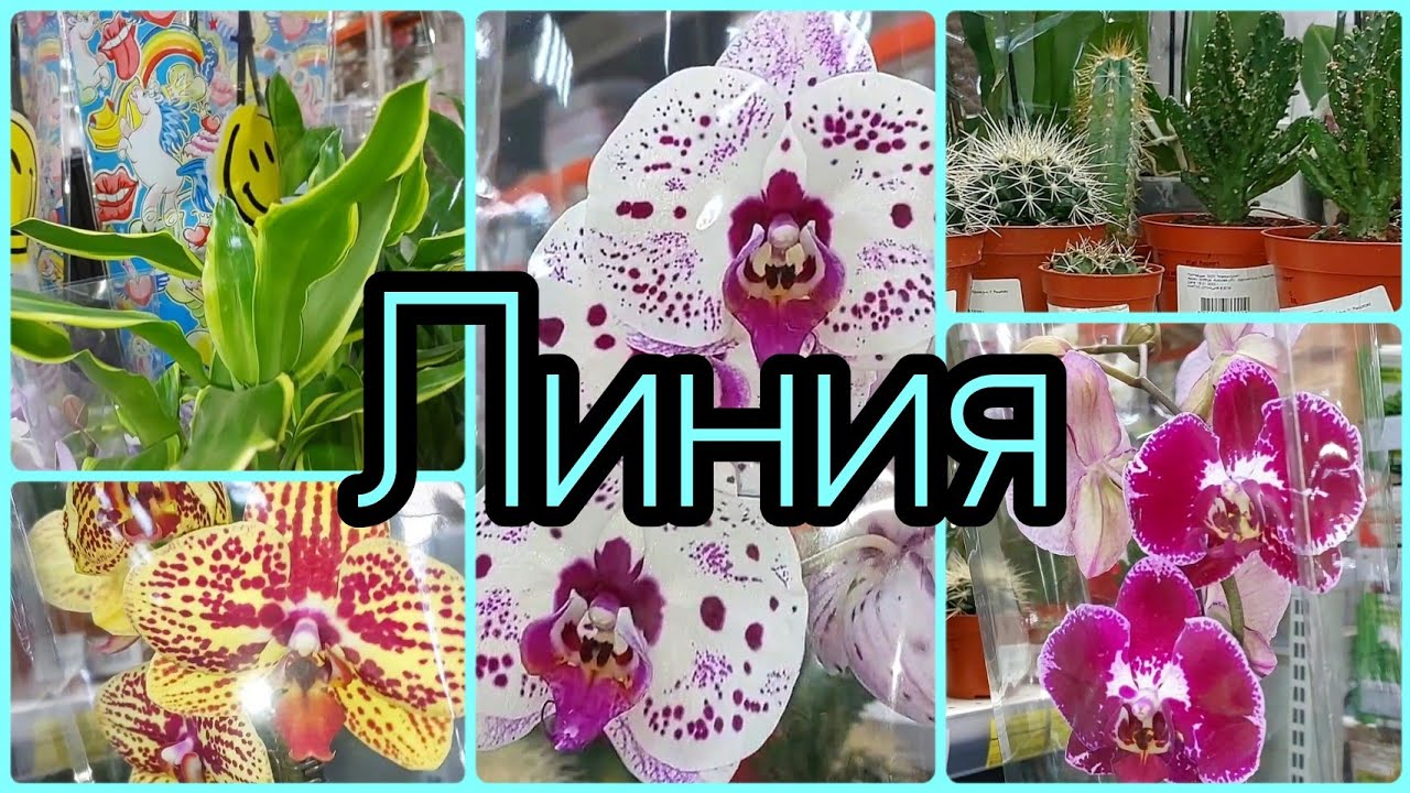3.02.23 #Гипермаркет #Линия Новый привоз #растения #цветы #орхидеи #фаленопсис #суккуленты #драцена