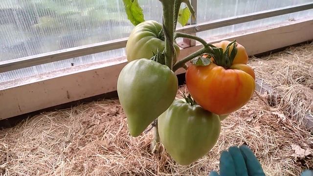 ? Томат - сорт оранжевый русский ? смотреть онлайн