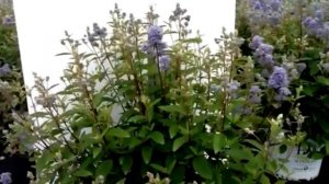 Best Flowering Shrubs - Ceanothus Marie Bleu - New Jersery Tea