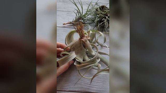Вредители на тилландсиях