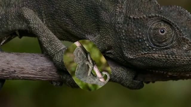 Интересные Животные Хамелеон смотреть онлайн