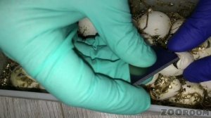 Разведение маисовых полозов. Часть 4: Вылупление малышей и вскрытие яиц