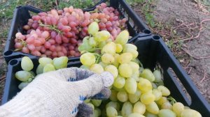20160831 Виноград Монарх
