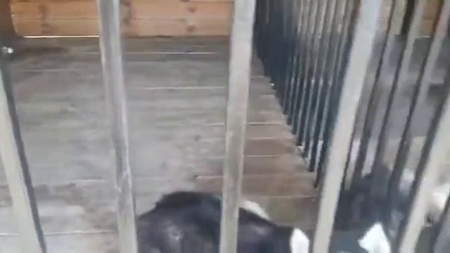 Вольер для хаски своими руками
