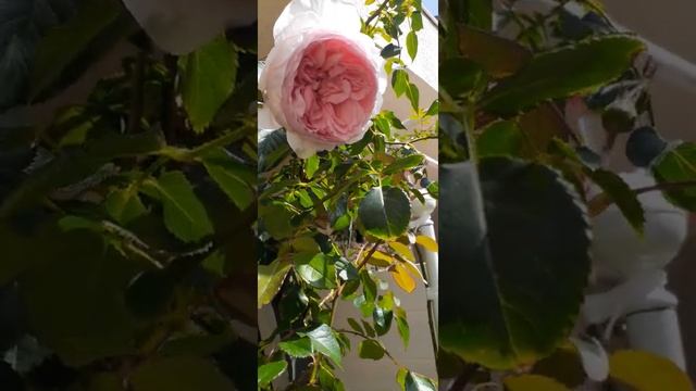 Spring 2021: 1st WEDGWOOD ROSE blooms. DAVID AUSTIN ROSE