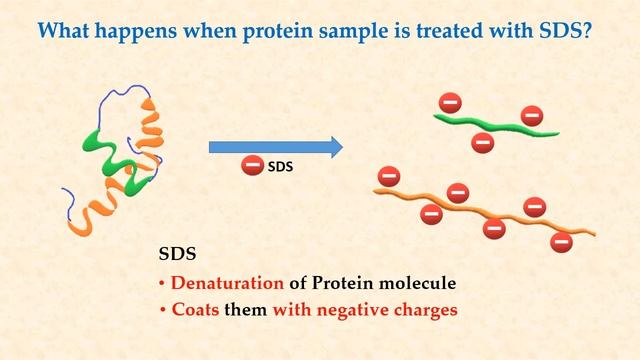 SDS - PAGE смотреть онлайн