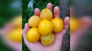 Алыча Злато Скифов