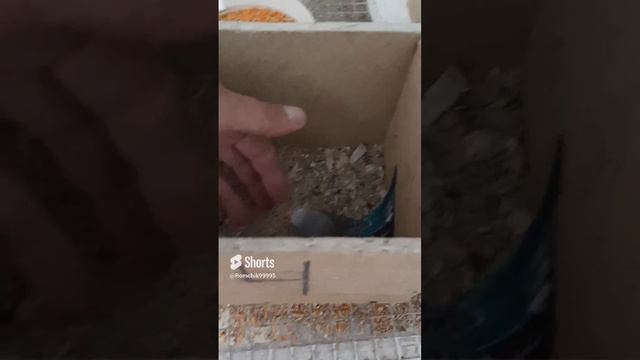 Волнистый охранник 🤣🤣🤣😁👍 #волнистыепопугаи #волнистые #shorts #shortsvideo #short #reels