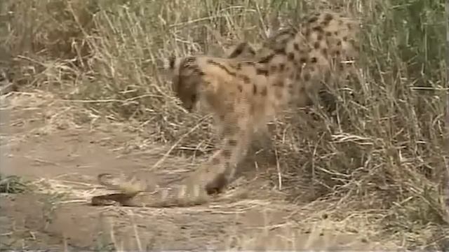 Сервал – Летающий Кот, который Сбивает Птиц и охотится на ЗМЕЙ! смотреть онлайн