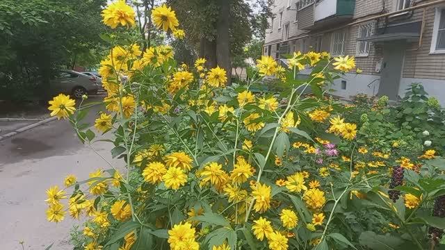 Красивейший Двор смотреть онлайн