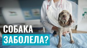 Как понять, что СОБАКА ЗАБОЛЕЛА? Признаки недомогания у питомца и первая помощь