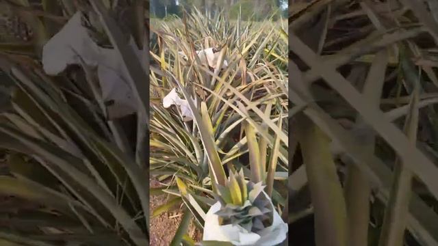 Как растет ананас? / How does a pineapple grow?