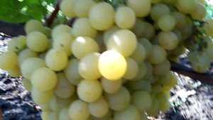 Виноград "Италия". Grape "Italy"