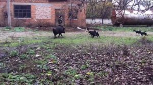 Работа щенков рел Гром и Ночка