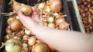 Лук Халцедон (молдавские семена). Отзыв о качестве.