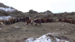 Передвигаем водопой .Перепрыгнула телка до быков .