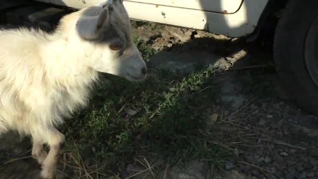 Любопытные щенки Алабая (среднеазиатской овчарки). Curious puppies of the Central Asian Shepherd. смотреть онлайн