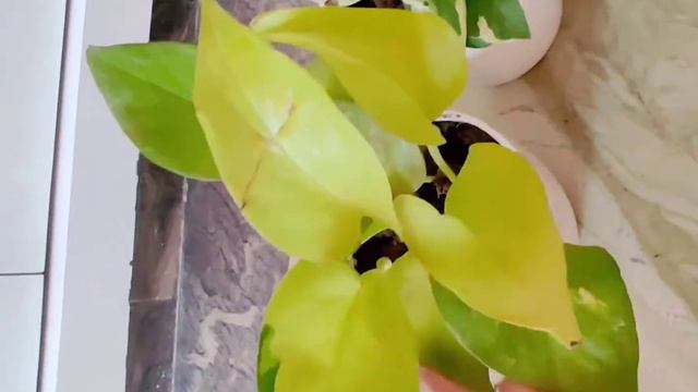 Unboxing (Air purifiers) indoor plants from Amazon смотреть онлайн